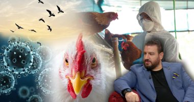 Gripi i shpendëve në vendin tonë/ Resulaj thirrje fermerëve: Merrni masa, ja mënyrat si përhapet dhe tek njerëzit