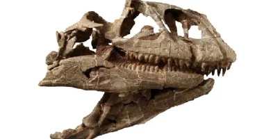 Zbulohet në Kinë një kafkë e madhe dinosauri 200 milionë vjeçare