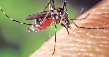 Zbulohet virusi i ri Sindbis në Spanjë, transmetohet nga mushkonjat