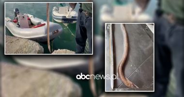 VIDEO/ Një gjarpër deti në rrjetat e peshkatarëve në Radhimë: Hera e parë që shohim një specie të tillë