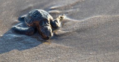 Gjenden më shumë se 1100 breshka deti të ngordhura në brigjet e Indisë