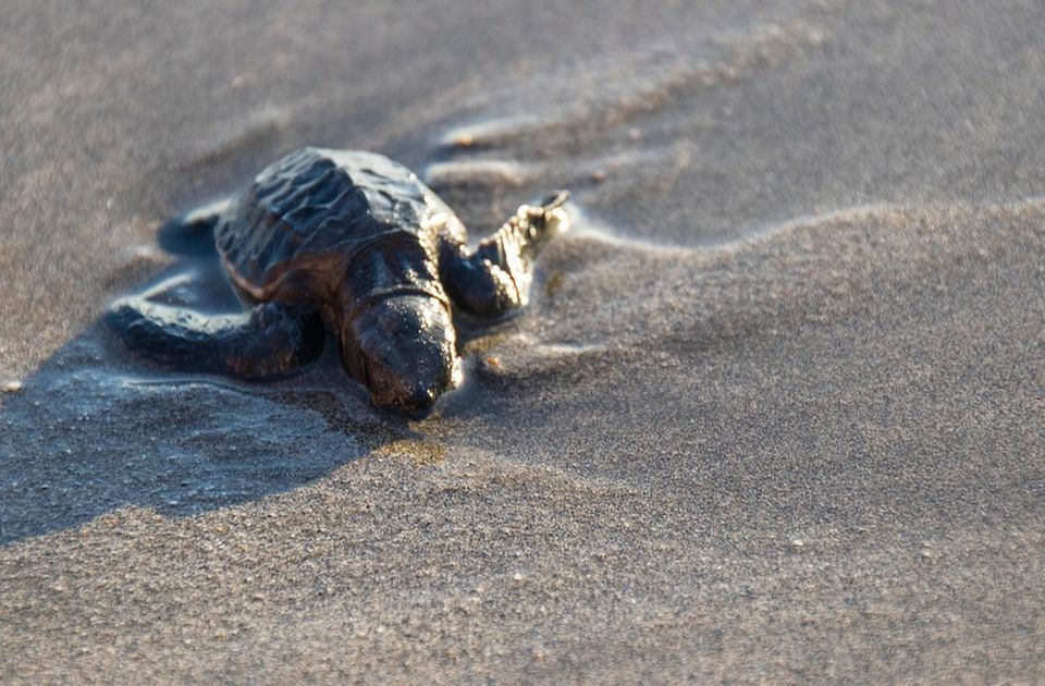 Gjenden më shumë se 1100 breshka deti të ngordhura në brigjet e Indisë