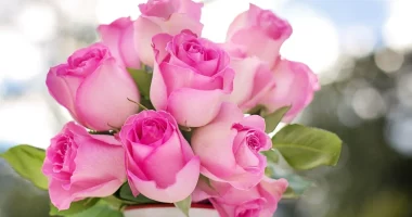 Francë/ Hulumtimet tregojnë se buqetat e luleve janë të kontaminuara me pesticide