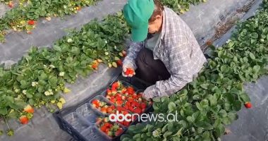 Luleshtrydhja me vonesë në treg/ Shkak moti me lagështirë dhe mbjellja e fidanëve me vonesë