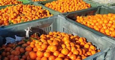 Nxorën në shitje mandarinat e kthyera nga Kroacia me pesticide, tre të arrestuar në Berat