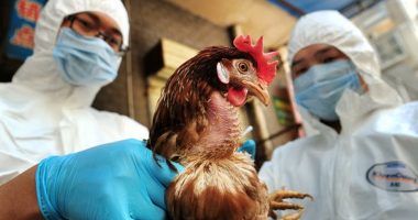 H5N1, pak viktima, por vdekjeprurës/ OBSH: Në 22 vite mbi 900 të infektuar, gjysma humbën jetën