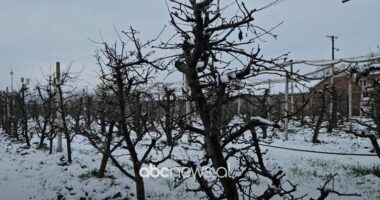 Moti i ftohtë, ndikim në bujqësi/ Korçë, më të rrezikuarat janë pemët frutore