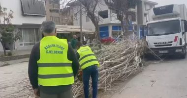 VIDEO/ Era e fortë rrëzon pemën në Vlorë, dëmtohen edhe dy shtylla të ndriçimit rrugor