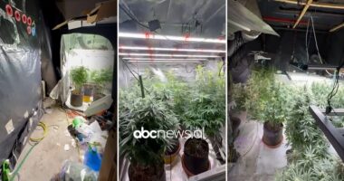 VIDEO/ Dy vëllezërit përshtatën banesën për kultivimin e kanabisit, pamjet nga brenda “shtëpisë së barit” në Laknas