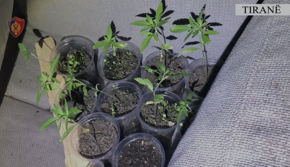 VIDEO/ Armë pa leje dhe kultivim kanabis në Tiranë, pranga 50 vjeçarit me precedent të mëparshëm penal