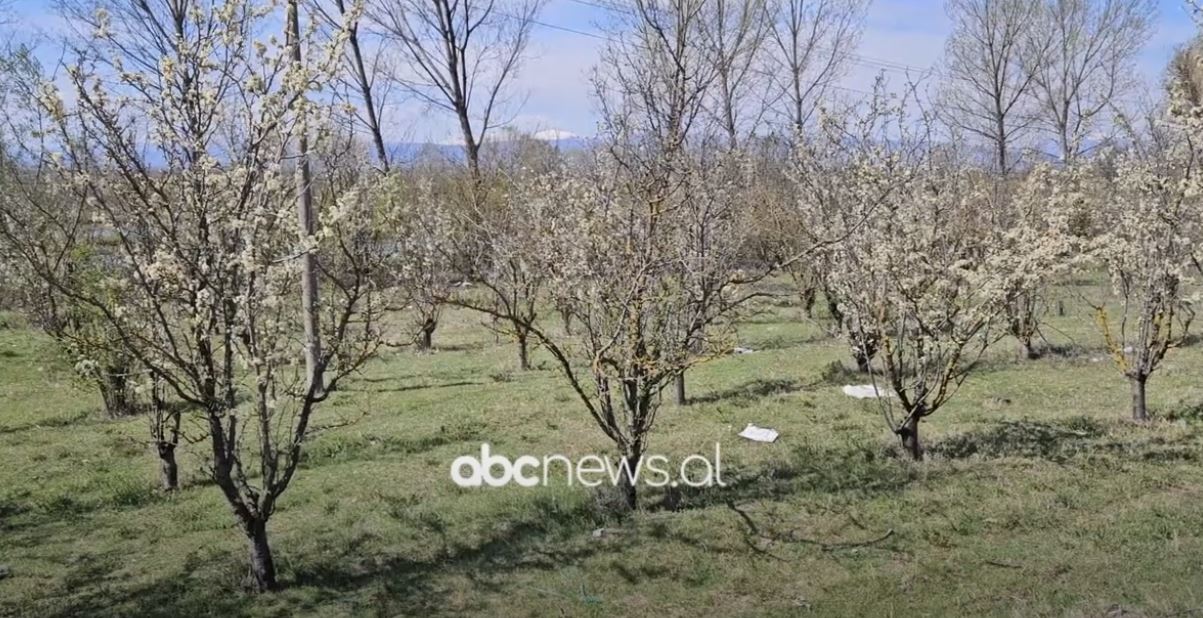 Dëme nga ngricat e prillit/ Maliq, shkatërrohet prodhimi në 180 hektarë me drurë frutorë