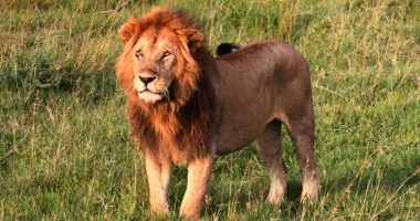 Vritet nga luani një vajzë 14-vjeçare në Kenia