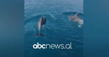 VIDEO/ Delfinët në Gjirin e Vlorës, dhurojnë spektakël për turistët