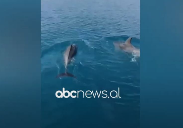 VIDEO/ Delfinët në Gjirin e Vlorës, dhurojnë spektakël për turistët
