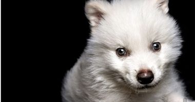 “Ringjallet” ujku/ I zhdukur 13 mijë vite më parë, rikthehet falë modifikimit gjenetik