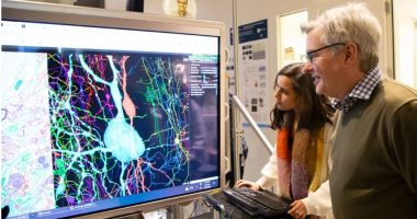 Dikur konsiderohej e pamundur, shkencëtarët zbulojnë përparim në kërkimin e trurit