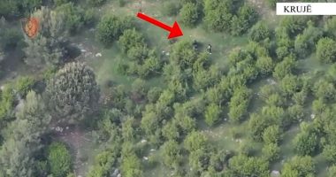 VIDEO/ Gjenden 212 fidanë kanabis sativa në Borizanë, pranga dy kushërinjve