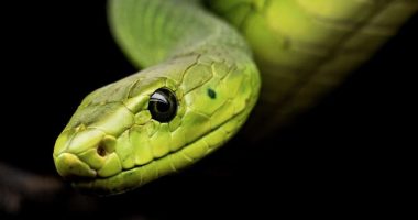 Gjarpër i ngordhur në ushqim, sëmuren mbi 100 fëmijë në Indi