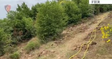 Kultivonte kanabis, arrestohet 63-vjeçari në Libofshë, asgjësohen 1000 fidanë