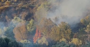 Zjarr në Patos/ Digjen sipërfaqe të konsiderueshme me ullinj, flakët iu janë afruar edhe banesave