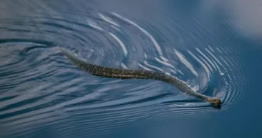 Ibiza pushtohet nga gjarpërinjtë e detit, turistët e tmerruar shmangin notin