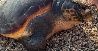 VIDEO/ Breshka e ujit del në bregun e Sarandës, dyshohet të jetë goditur nga mjetet lundruese