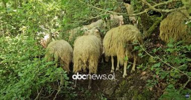 Ersekë, rreziku nga Murtaja/ Zona me numrin më të madh të bagëtive të imta dhe tufat migratore