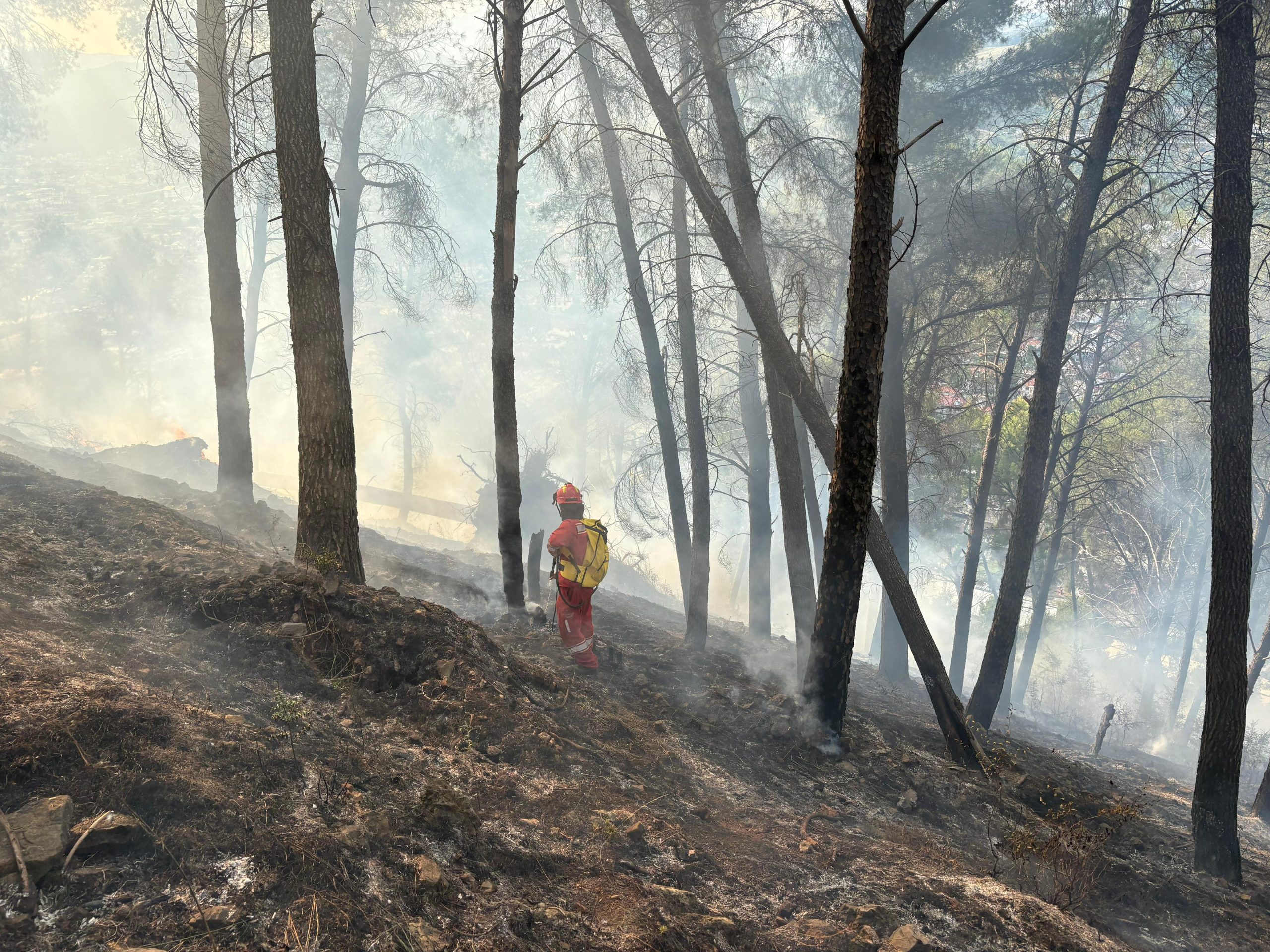 Zjarret djegin 35.9 hektarë pyje e shkurre/ Ministria e Mbrojtjes: Pritet nivel rreziku “i lartë” në qarkun Fier