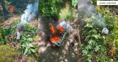 Aksion kundër drogës në Shkodër, asgjësohen mbi 3600 fidanë dhe bimë narkotike kanabis