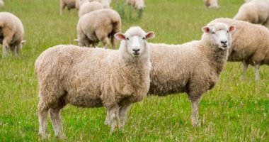 Murtaja, vatra e dytë në Korçë/ Shfaqet në Maliq, ngordhin 20 të imta, asgjësohen mbi 190 krerë bagëti