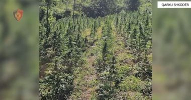 Asgjësohen rreth 12 mijë fidanë në Qarkun Shkodër/ procedohen 4 persona