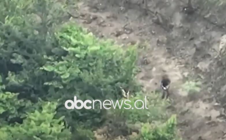 Parcela me kanabis/ Kavajë, në pranga dy persona, në kërkim dy të tjerë