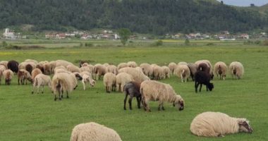 Korçë, konfirmohet vatra e parë me murtajën e bagëtive të imta