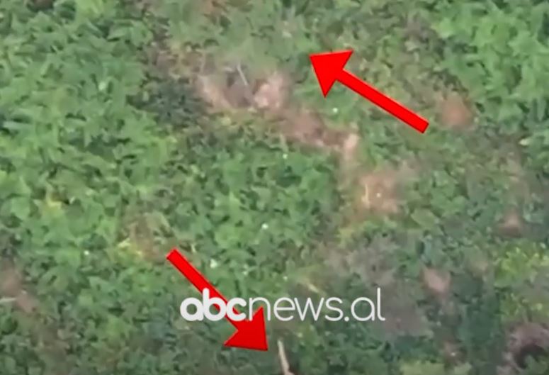 Parcela me kanabis/ Arrestohen 3 persona në Fushë Krujë, një prej tyre ish oficer policie