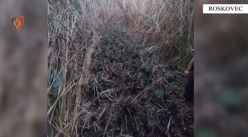 ‘Koordinata’ në Roskovec/ Kultivuan kanabis, policia arreston 2 vëllezërit. Asgjësohen bimët narkotike
