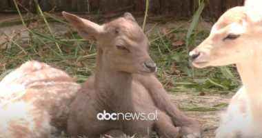 Dreri i rrallë/ Lind në Kopshtin Zoologjik të Tiranës, i pari në 25 vite me ngjyrë të errët