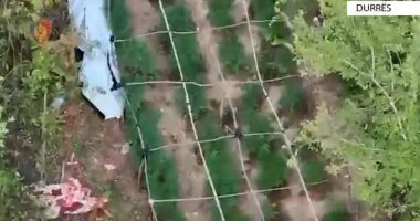 Droni e kapi “mat”, teksa kultivonte lëndë narkotike/ Pranga 37-vjeçarit në Durrës