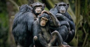 “Nuk kishte vend”/ Masakër në një kopsht zoologjik në Gjermani, vriten 12 majmunë