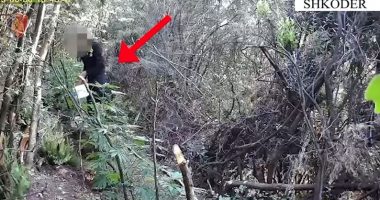 VIDEO/ Kultivonin lëndë narkotike, pranga babë e bir në Shkodër