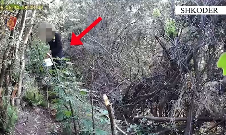 VIDEO/ Kultivonin lëndë narkotike, pranga babë e bir në Shkodër