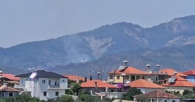Tjetër vatër zjarri në vend/ Përfshihet në flakë një sipërfaqe me ullinj në Elbasan