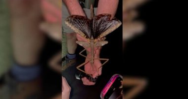 Zbulim i rrallë në Australi/ Insekti-shkop 40 cm tërheq vëmendjen e shkencëtarëve