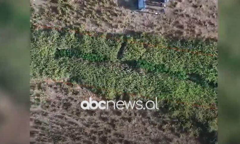 Parcelë me kanabis/ Fier, arrestohet 41-vjeçari, asgjesohet një pjesë e bimëve narkotike