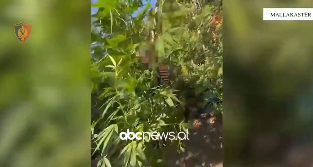 VIDEO/ Zbulohet një parcelë me kanabis në Mallakastër, arrestohet 39-vjeçari