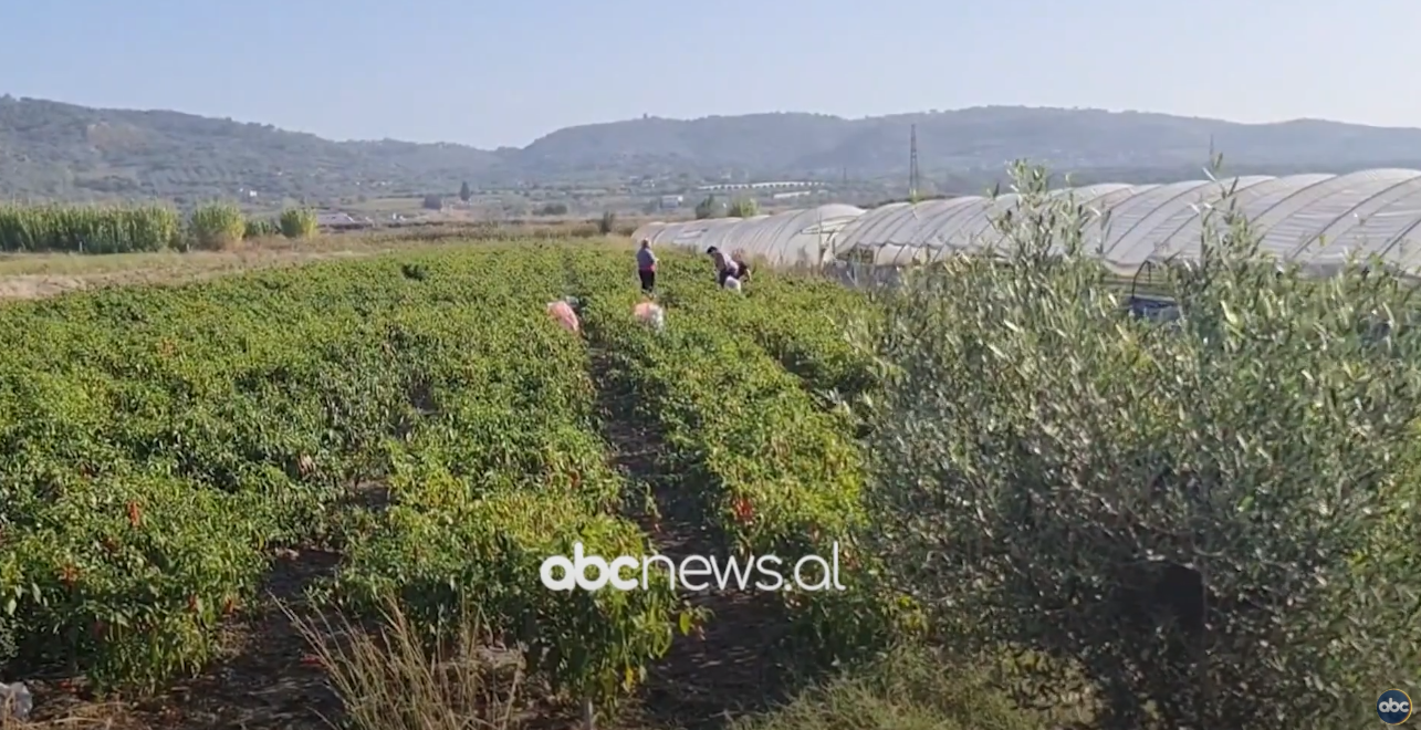 Subvencione për Bujqësinë/ Fier, nis aplikimi për financim për serra e stalla