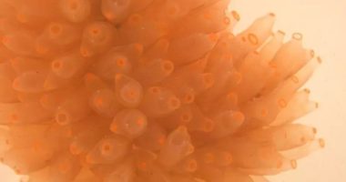 Një substancë detare jep shpresë kundër kancerit të mushkërive