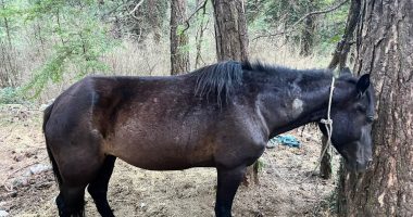 E rëndë në Llogara/ Qëllohen me çifte 22 kuaj, dyshohet për shkak të konkurrencës mes pronarëve