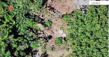 Kishte kultivuar drogë në oborrin e banesës së tij/ Arrestohet 55-vjeçari në Lazarat