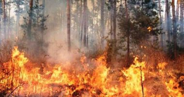 Digjet Kalifornia/ Tre persona të lënduar nga zjarret, shkrumbohen 29 mijë hektarë