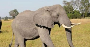 Elefanti “vizitor”, hyn shpesh në fshat. Banorët në Indi rrethojnë shtëpitë me gardhe